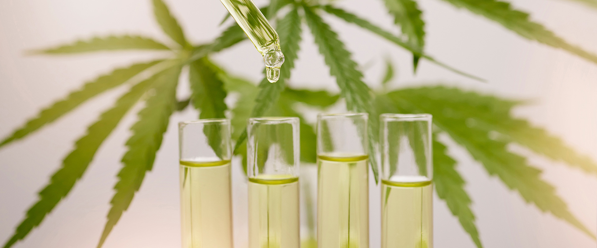 learn-CBD-what-are-terpenes