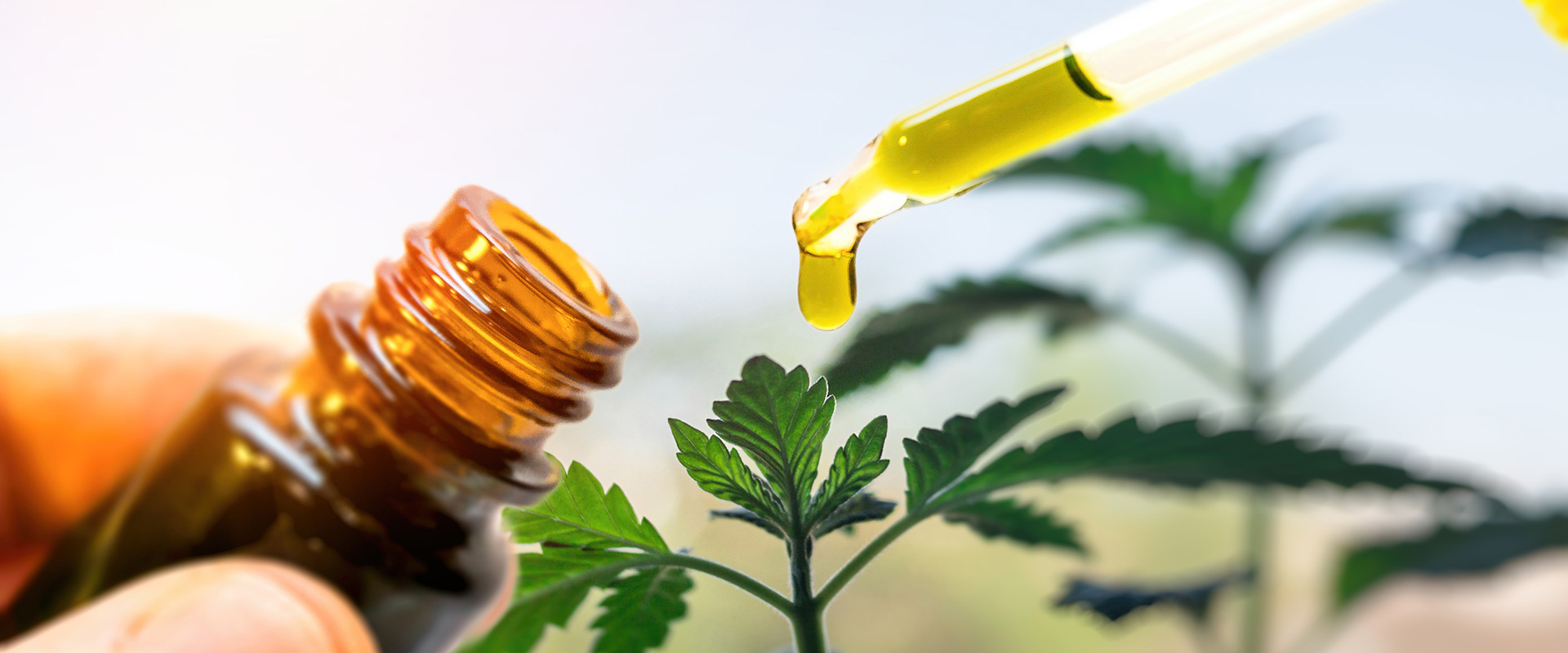 learn-How-long-do-the-effects-of-CBD-last