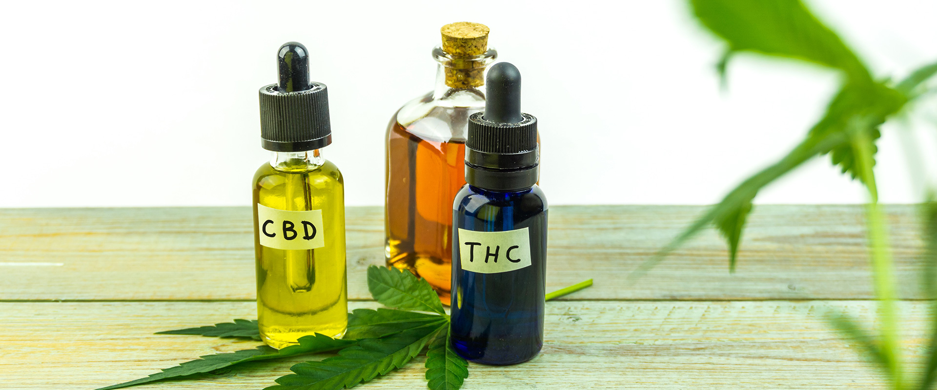 learn-What-is-the-Difference-Between-CBD-and-THC2