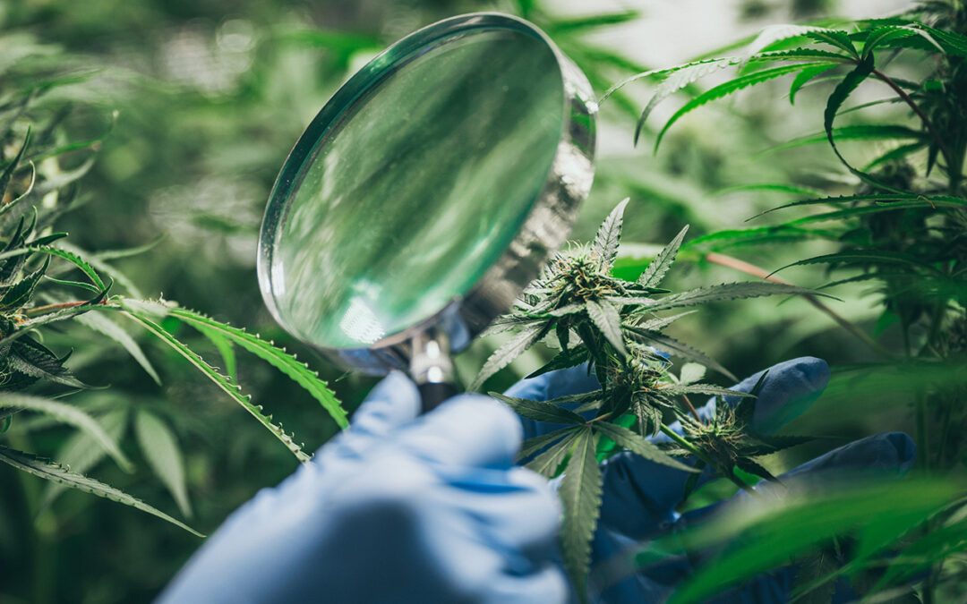Why do we perform lab tests on our CBD?